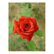 Description Photograph of a rose. self-made Date A Post Card