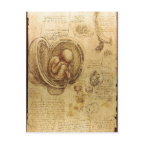 Description Studies of Embryos Leonardo da Vinci (