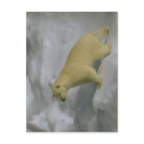 Description Ursus maritimus on sea ice close to Sv