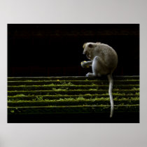 Descubriendo Posters
