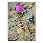 Desert 5-spot flowers greeting cards