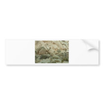 Desert Beauty Bumper Sticker