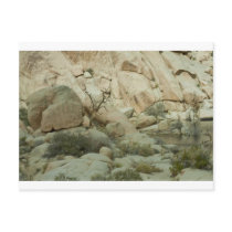 Desert Beauty Postcard