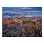 Desert Beauty Postcards