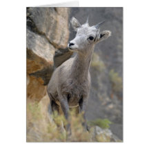 Desert Bighorn Ewe Greeting Cards