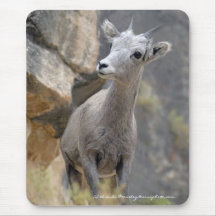 Desert Bighorn Ewe Mouse Pads