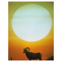 Desert bighorn sheep at sunset, southwestern U.S.A Custom Flyer