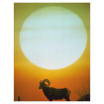 Desert bighorn sheep at sunset, southwestern U.S.A flyers