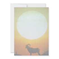 Desert bighorn sheep at sunset, southwestern U.S.A Invitation