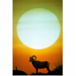 Desert bighorn sheep at sunset, southwestern U.S.A photo sculptures
