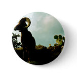 Desert Bighorn Sheep buttons