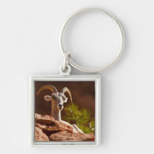 Desert Bighorn sheep (Ovis canadensis nelsoni). Key Chains