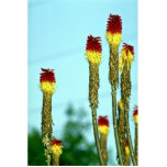 Desert bloom, outside Phoenix, Arizona, U.S.A. Photo Sculpture