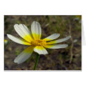 Desert blossom cards
