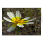 Desert blossom cards