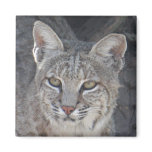 Desert Bobcat Magnet
