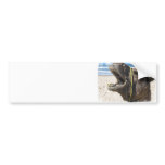 Desert Camel Bumper Sticker