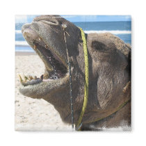 Desert Camel Square Magnet