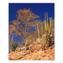 Desert Colour Art Photo