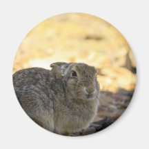 Desert Cottontail Rabbit Magnet