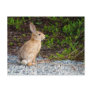 Desert Cottontail Rabbit Postcards