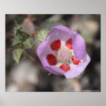 Desert Five Spot Print