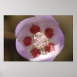 Desert Five Spot Wildflower Print