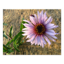 Desert Flower Art Photo