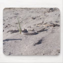 desert gopher snake mousepads