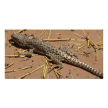 desert lizard photo cards