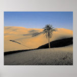 Desert Palm Poster