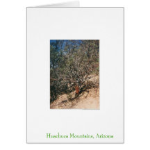 Desert Scene Greeting Cards