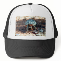 Desert Tortoise Hat