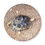 desert tortoise magnets