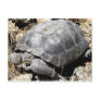 Desert Tortoise Postcard