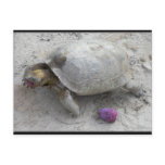 Desert Tortoise Postcard