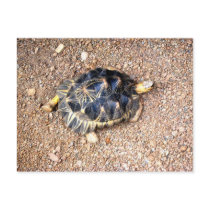 desert tortoise post card