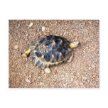 desert tortoise postcards