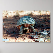 Desert Tortoise Poster
