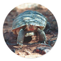 Desert Tortoise Round Stickers