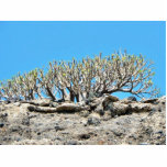 Desert Tree photo sculptures