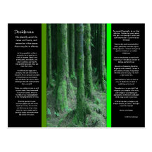 DESIDERATA Dark Mossy Forest Postcard