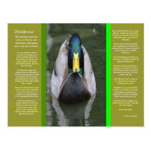 DESIDERATA Looking Duck Postcard