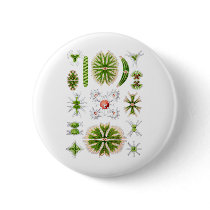 Desmids Pinback Button