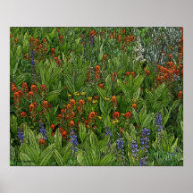 Desolation Wilderness Flowers poster