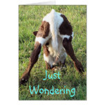 Dessa's baby calf-customise any occasion cards