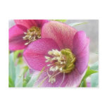 Detail Of A Purple Hellebore Bloom postcards