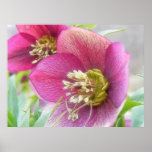 Detail Of A Purple Hellebore Bloom posters