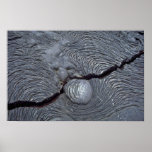 Detail of cracked lava, Bartolome Island, Galapago Poster