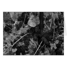 Detail of Grapes, Draper Vineyard, Napa, 1966 Card